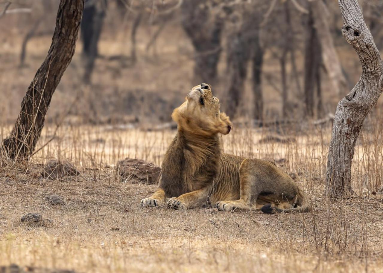 Gir Birding Lodge Сасан Гир Екстериор снимка
