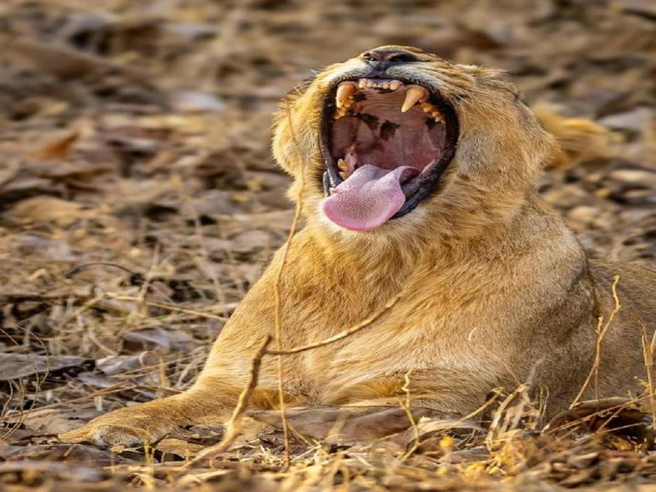 Gir Birding Lodge Сасан Гир Екстериор снимка